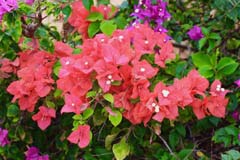 Bougainvillea