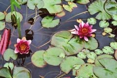 Water Lilies