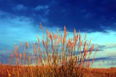 Prairie Grass